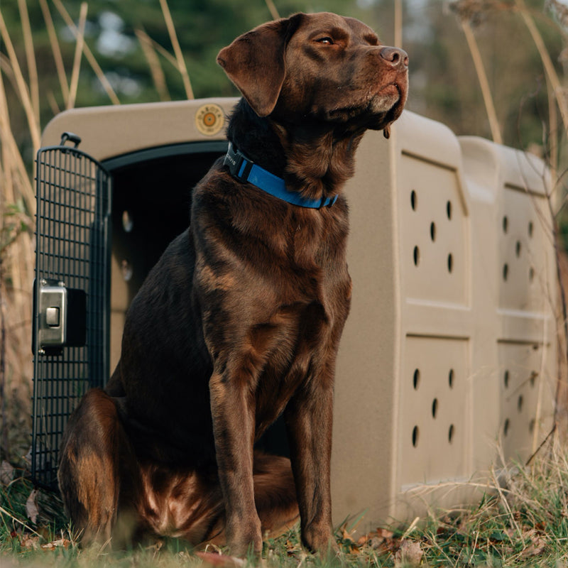 Large brown labrador retriever next to Dakota dog kennel