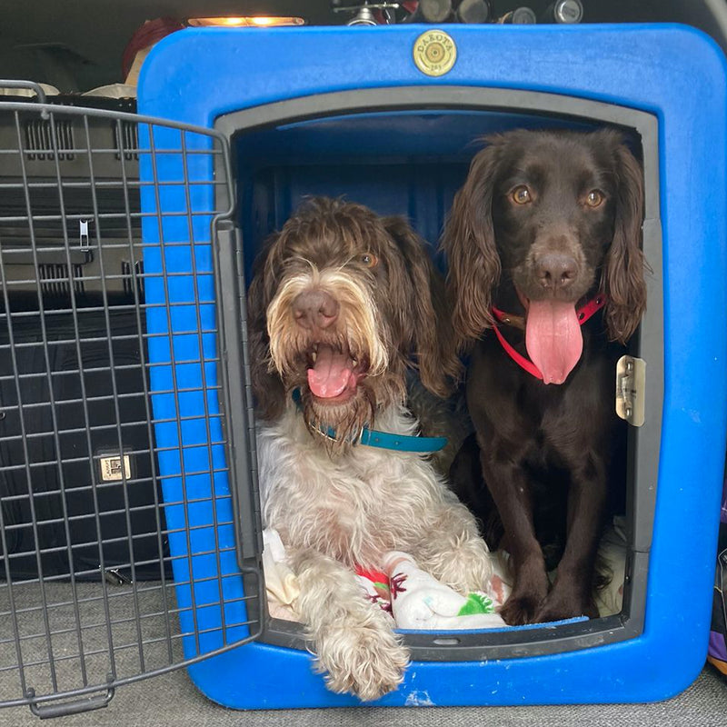 Two springer dogs inside a large dog kennel from Dakota crates