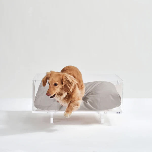 dachshund on a designer acrylic small dog bed