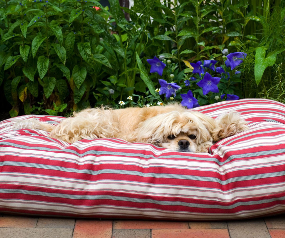 small dog on an outdoor bed