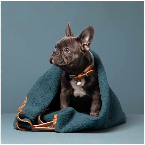 Frenchie dog with a warm wool pet blanket