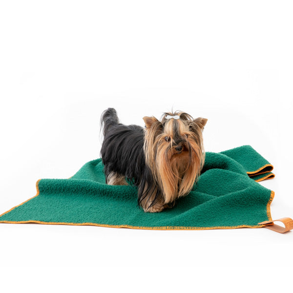 Small terrier on a green wool blanket