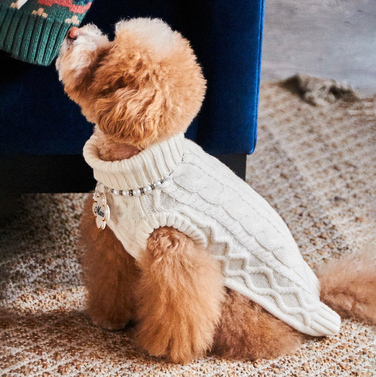 Apricot Poodle wearing the off-white cable knit wool dog sweater
