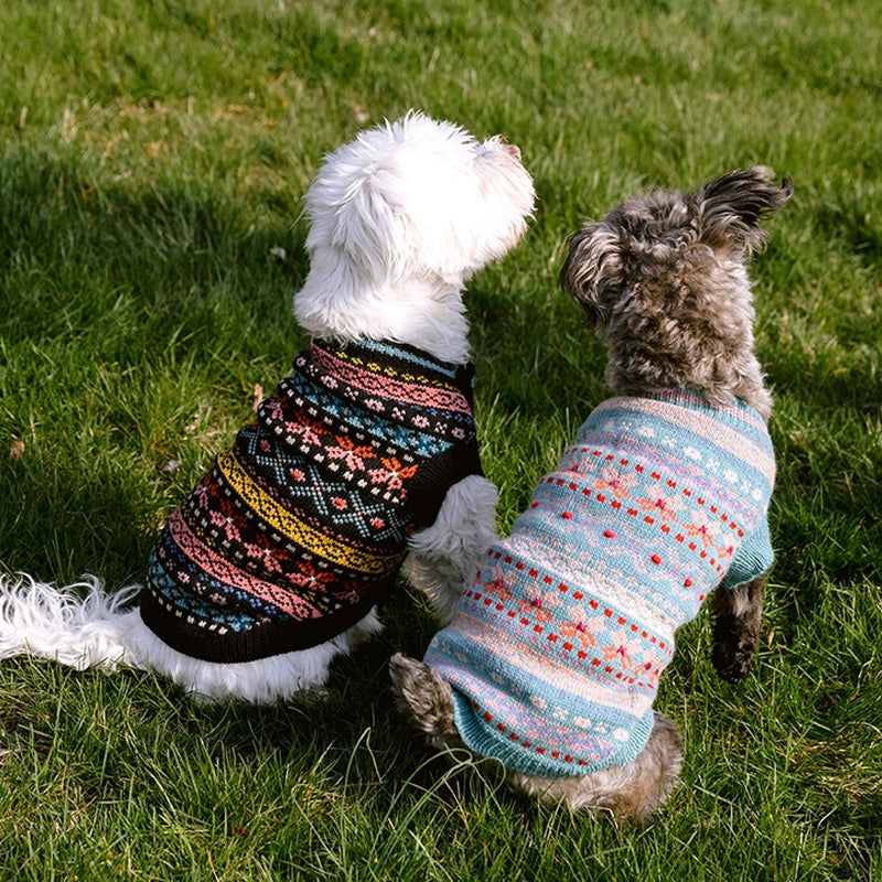 two small dogs with cozy wool sweaters