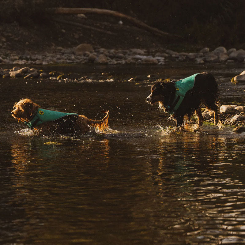 large dogs playing in the lake with body glove life jackets