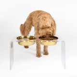 Labradoodle large size dog eating food from elevated dog feeder