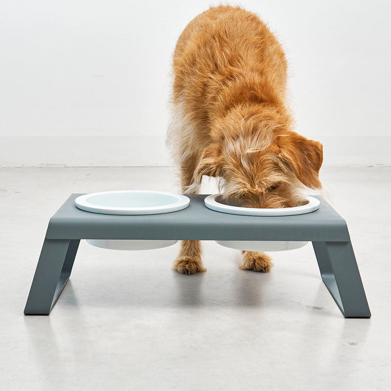 Medium size dog eating from elevated MiaCara Desco dog feeder with metal stand and double porcelain bowls