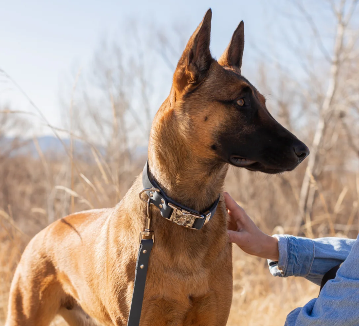 Quick-Release Style Leather Collar and Leash Set