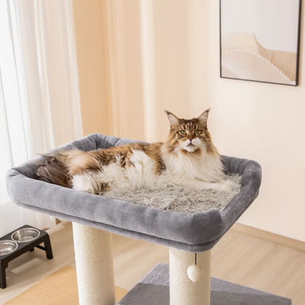 Extra large cat lounging on a gray cat tree in a room with curtains and a framed picture.