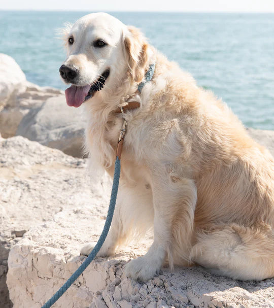 Golden retriever wearing a microfiber vegan dog collar and leash 