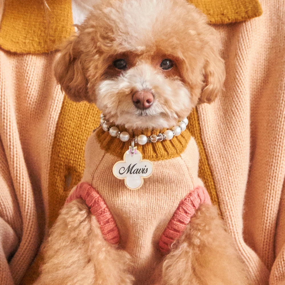 Small dog wearing a sweater with a pearl collar and name tag, sitting on a person's lap.