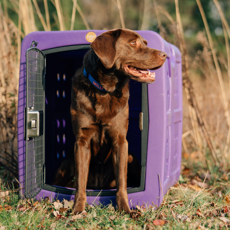 Brown labrador retriever inside medium size dakota dog kennel