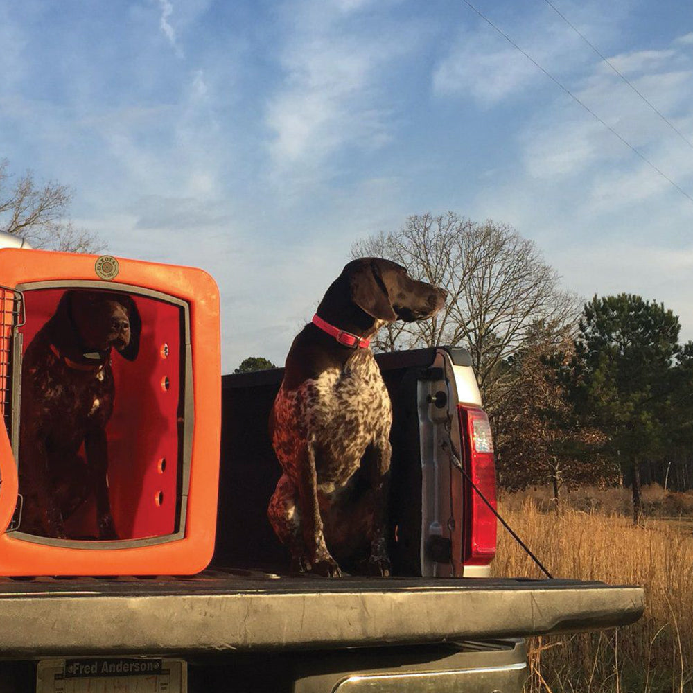 Two dogs on a truck traveling with dakota dog kennel