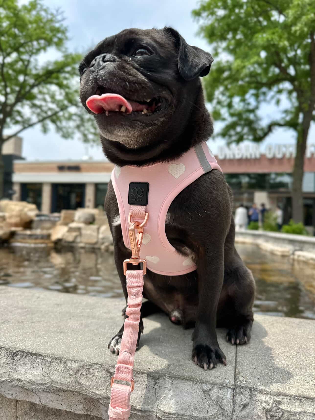 No-Pull Bungee Leash | City Dog Sweetheart