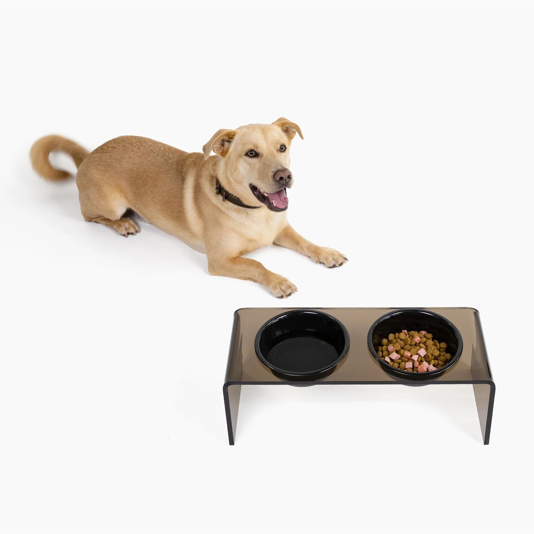 Labrador in front of her elevated dog feeder with acrylic stand from Hiddin.