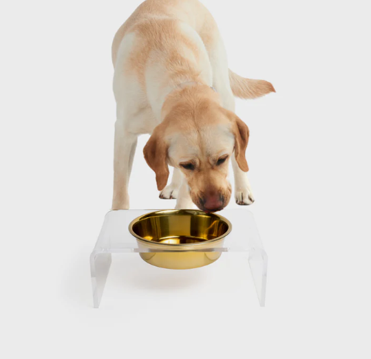 Large size dog eating from a stylish clear dog bowl with stand