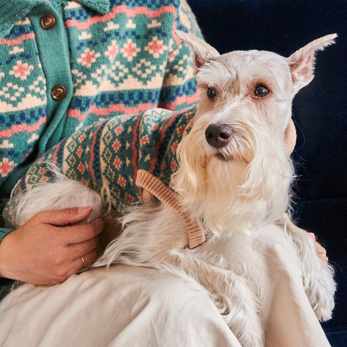 Schnauzer in the jacquard wool dog sweater sitting on its owner's lap