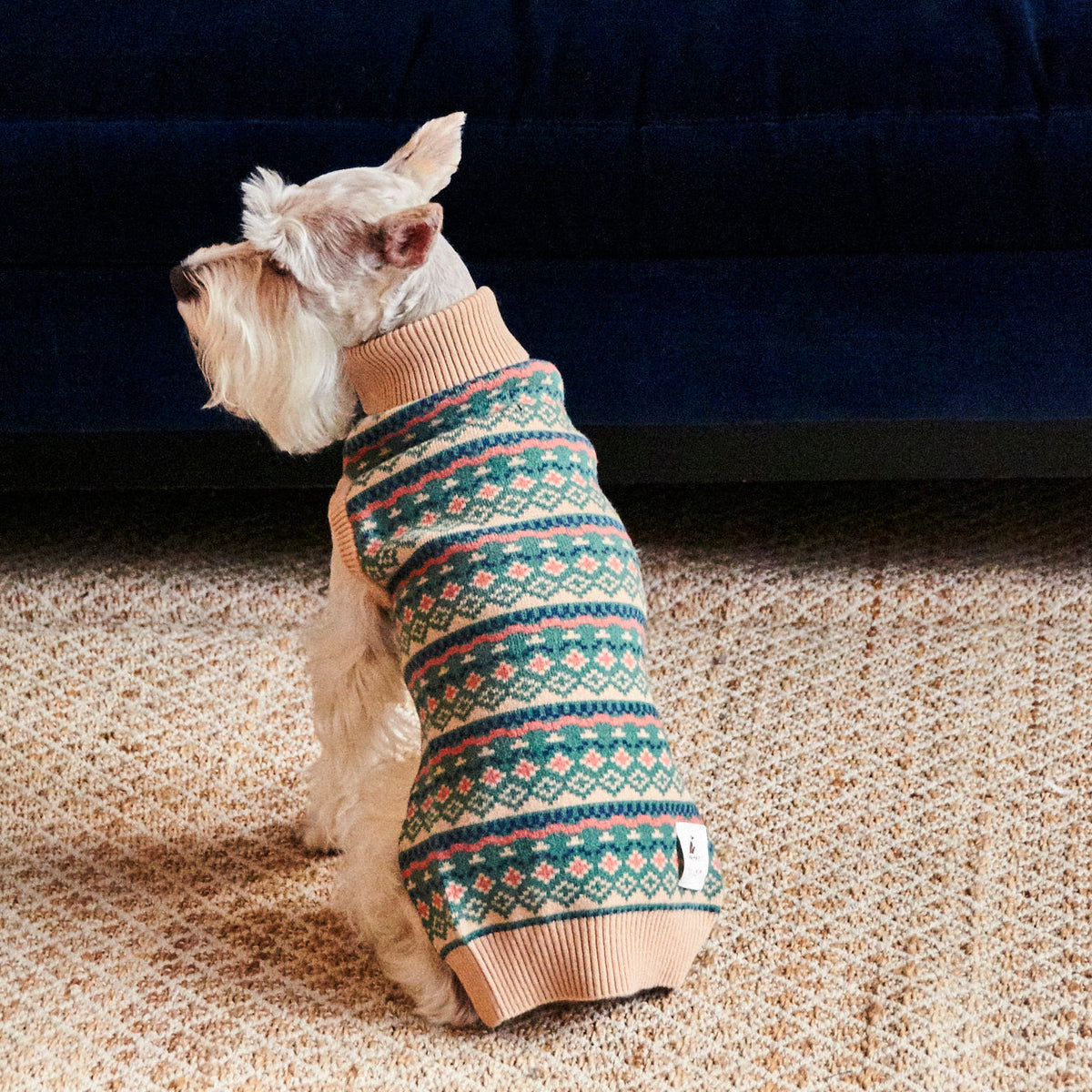 Schnauzer wearing the Nooee Pet jacquard wool sweater on a rug