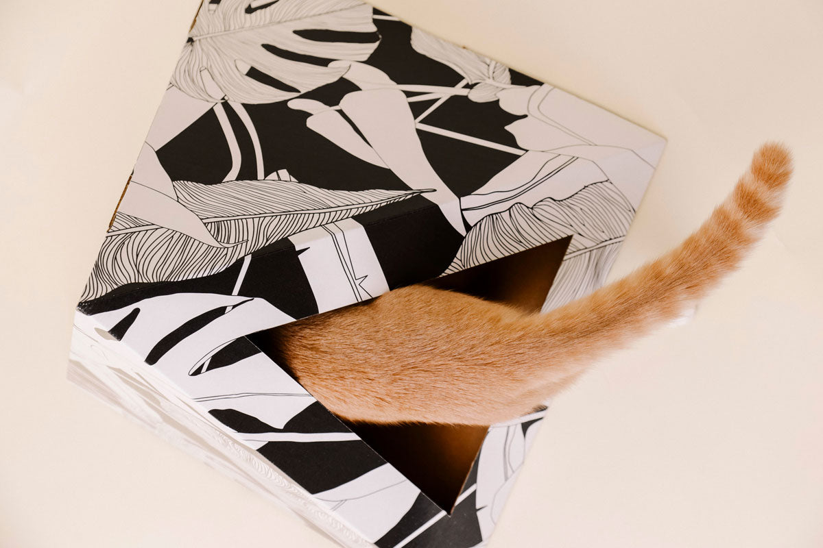 Patterned cat box hideaway with a cat's paw on a beige background