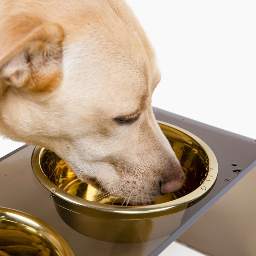 Golden retriever eating from stainless steel dog bowl in gold color