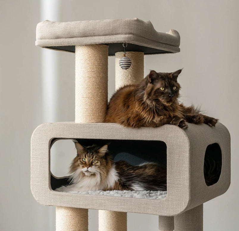 Two maine coon cats on large size cat tower for multiple kittens