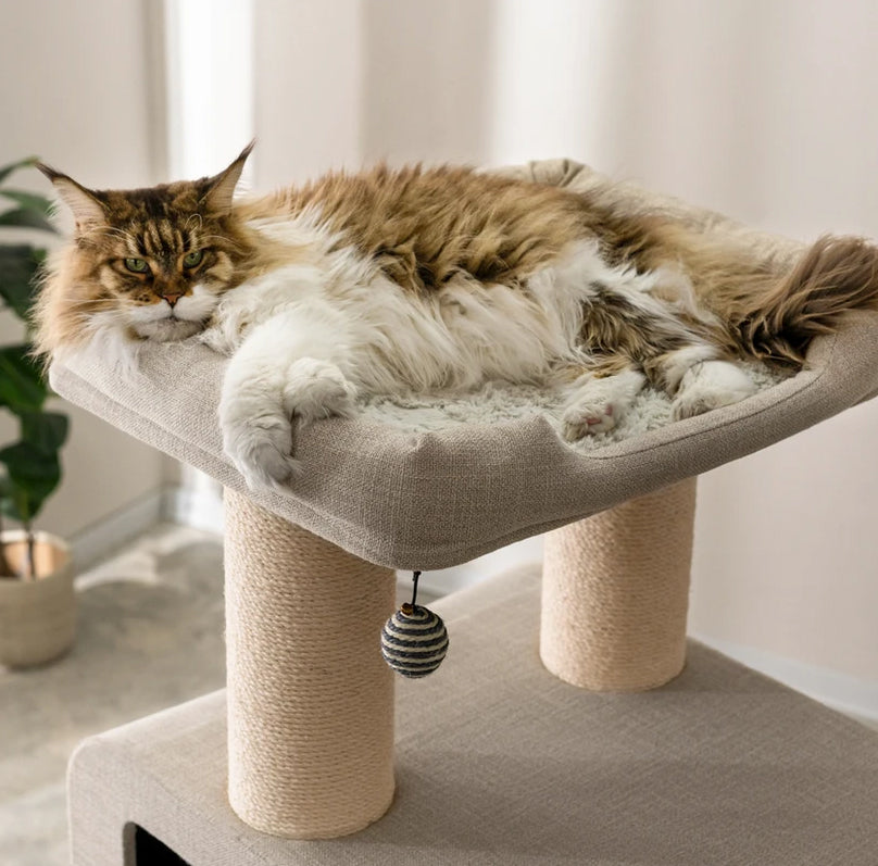 large size maine coon cat on cat tower with scratching posts