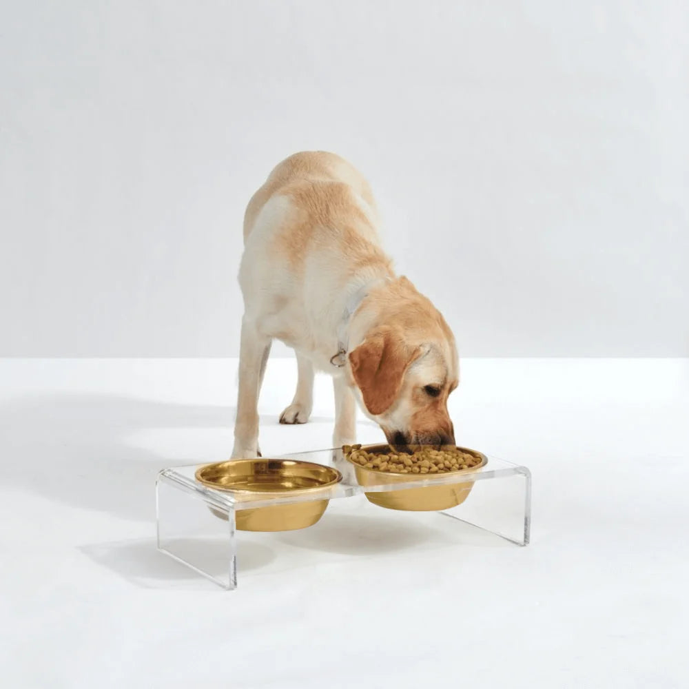 Labrador Retriever eating from large elevated pet feeder with two gold bowls and acrylic stand.