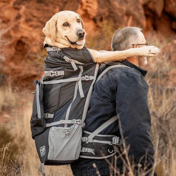 Dog owner carrying large size labrador retriever with a backpack carrier K9 Sacks