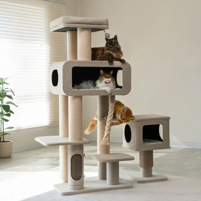 Three maine coon cats lounging on extra large multiple cat tower with scratching posts and rope.