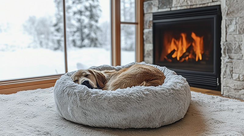 golden retriever sleeping on a calming shag dog bed