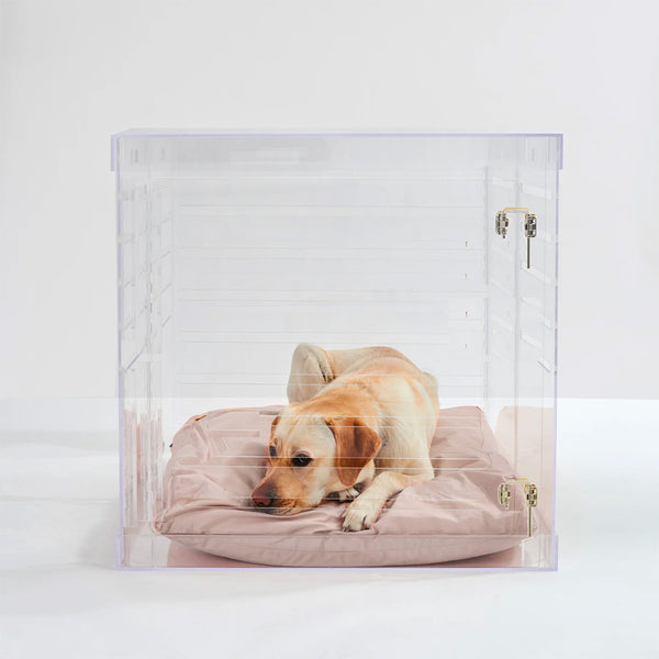 Golden retriever inside stylish large size dog crate