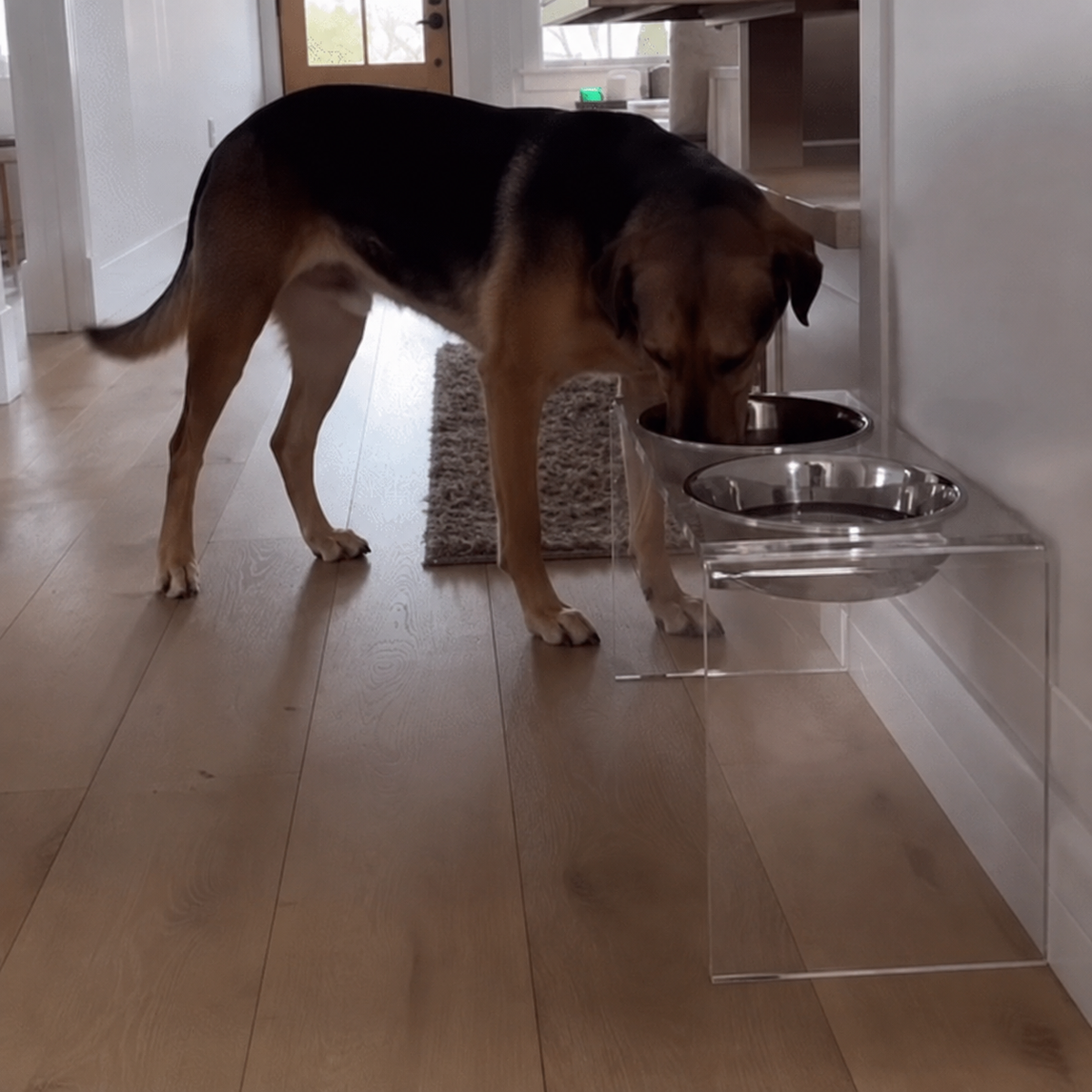 A German Shepherd large size dog eating from a stainless steel bowl mounted on a clear acrylic elevated feeder stand in a modern home 