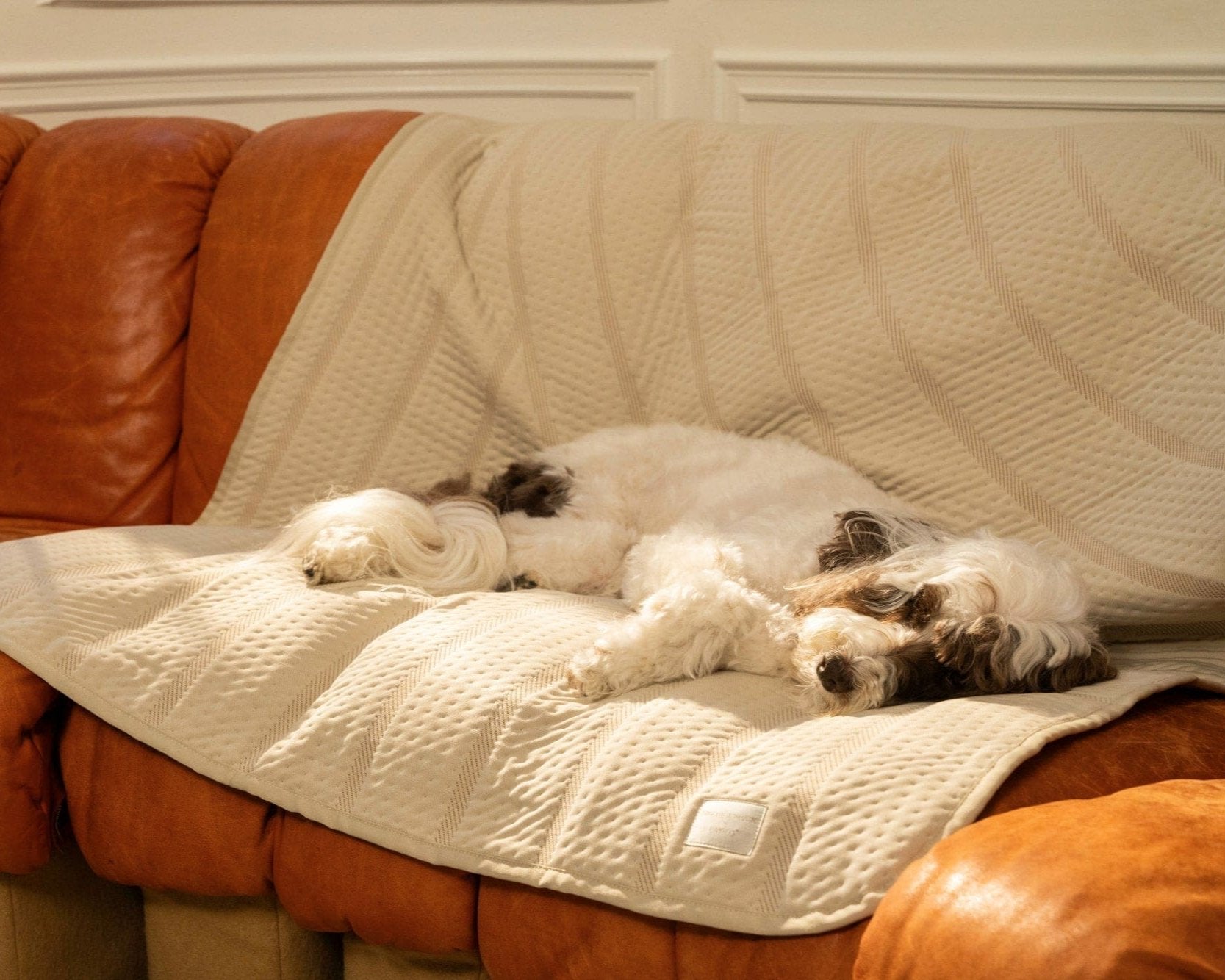 Luxury Pet Blanket by Brigette Romanek - Cream
