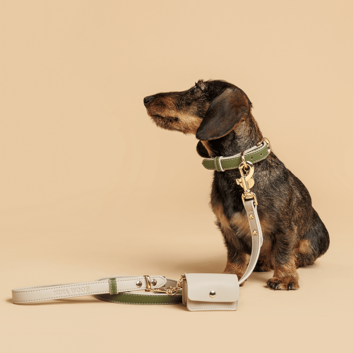 Dachshund wearing a green vegan collar with a matching leash and small white bag on a beige background