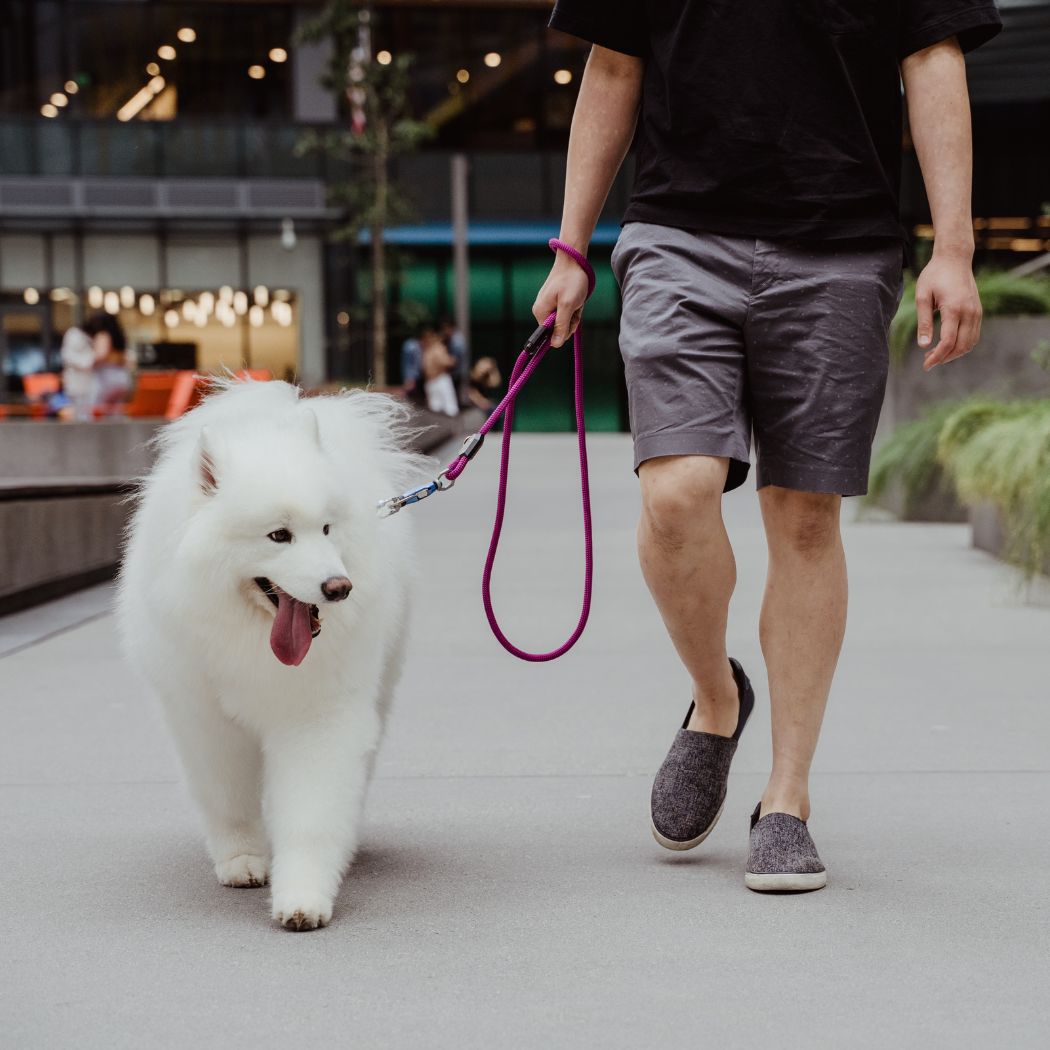 Magnetic 6-Foot Long Tough Dog Leash
