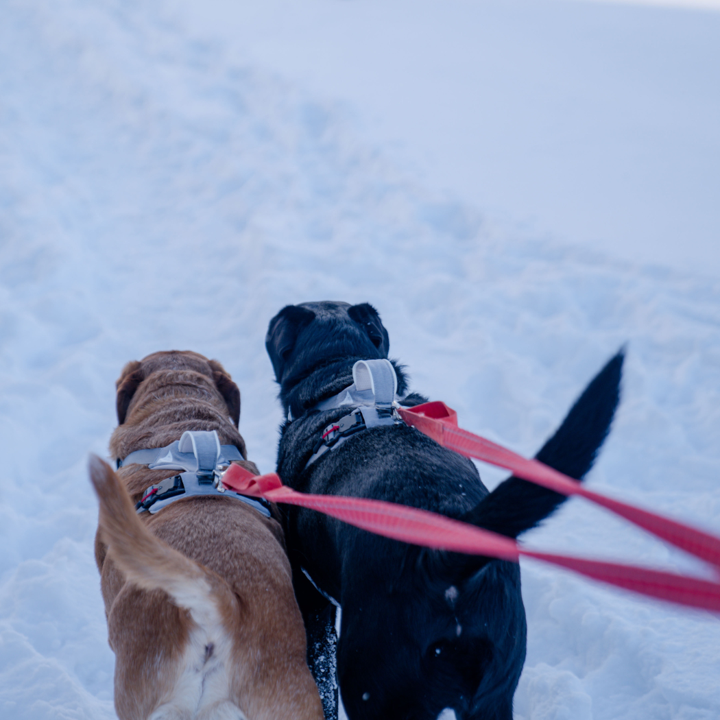 No-Pull Magnetic Dog Harness
