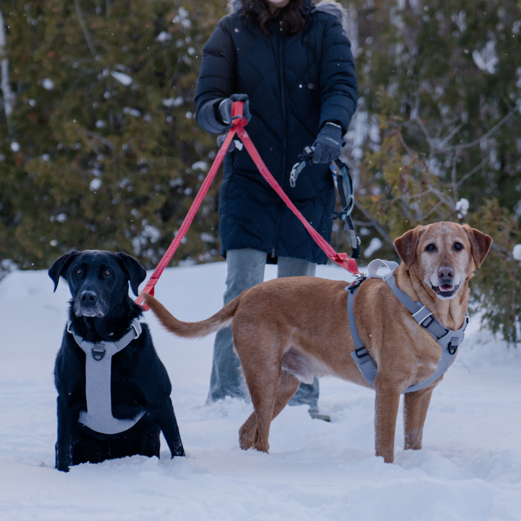 No-Pull Magnetic Dog Harness