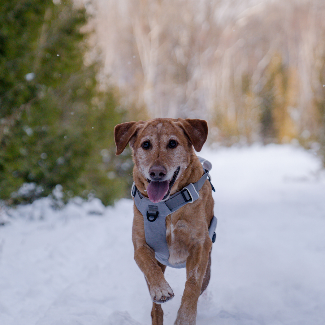 No-Pull Magnetic Dog Harness