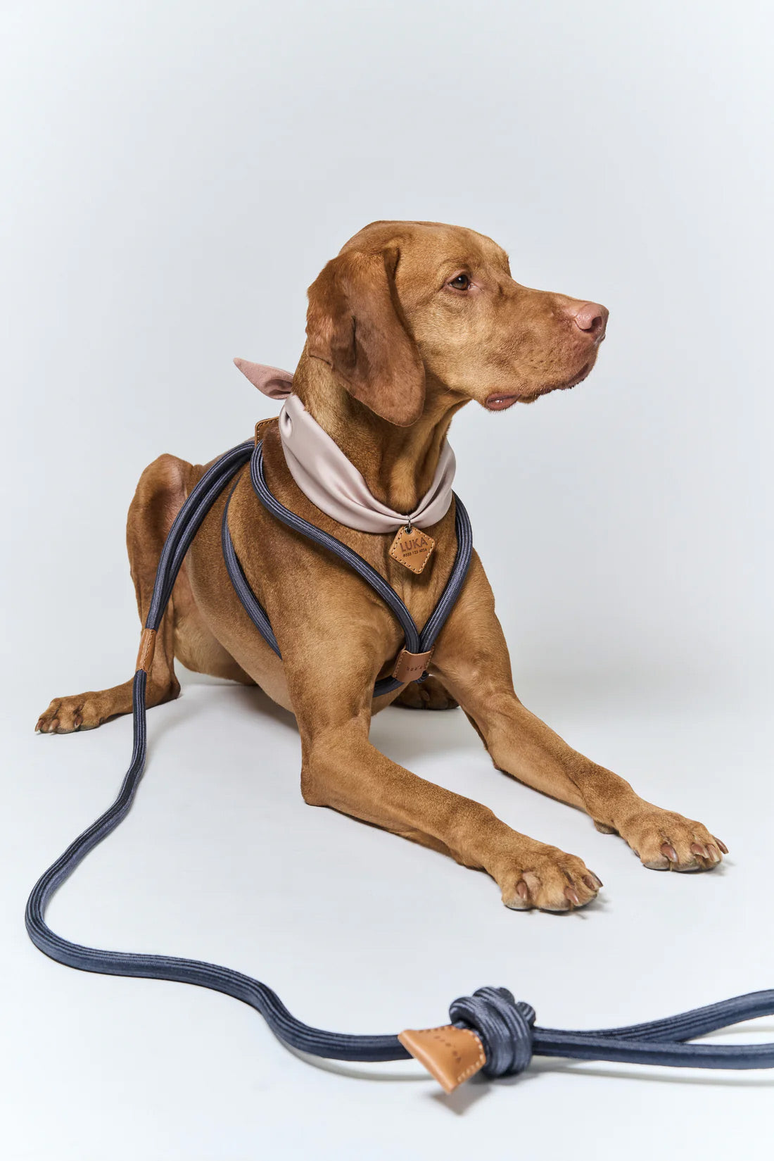 Ray Dog Harness Dark Graphite Grey