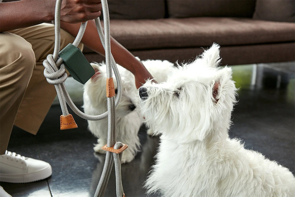 White terrier dog with luxury harness Boo Oh