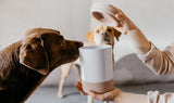 Chocolate labrador sniffing porcelain dog treat jar 