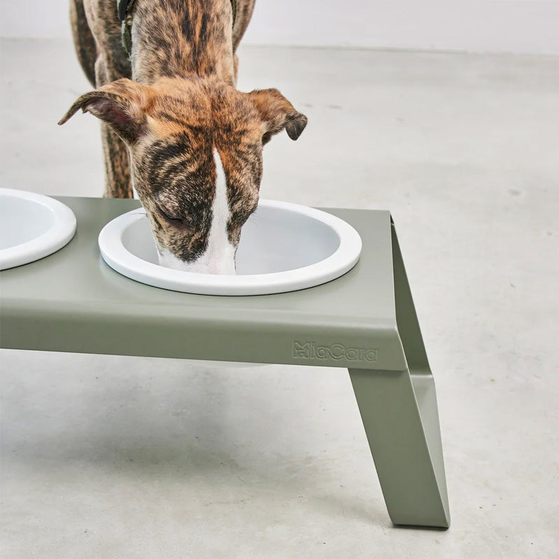 Large dog feeding from Miacara elevated Desco feeder with metal stand and porcelain bowls