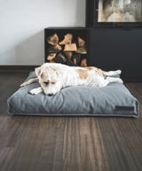 Small terrier dog on Miacara divo dog cushion in a modern home