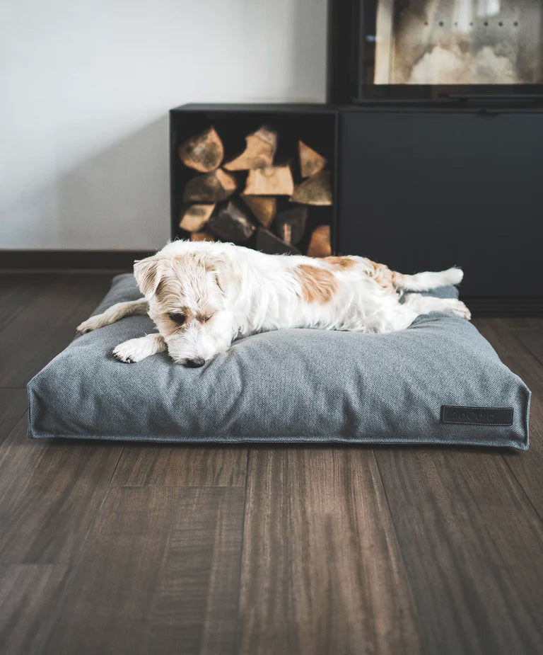 Small terrier dog on Miacara divo dog cushion in a modern home