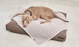 Large dog sleeping on a warm boucle Miacara dog blanket