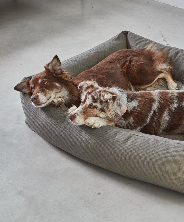 two dogs resting on Miacara mare large size dog bed