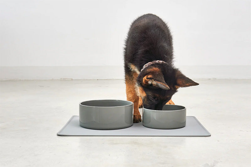 Miacara porcelain dog bowl for large dogs