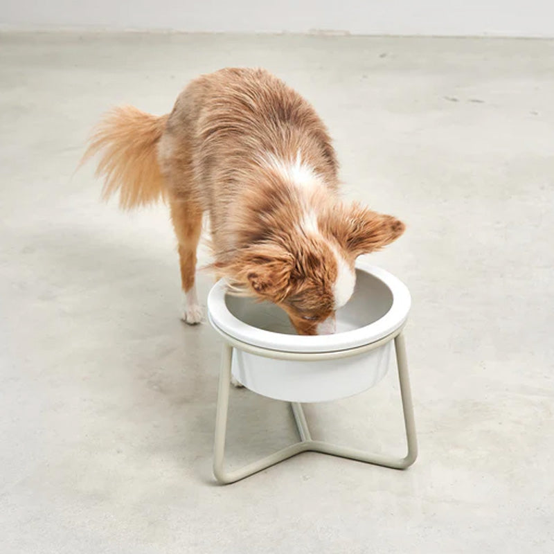 Small dog drinking water from Miacara porcelain dog bowl