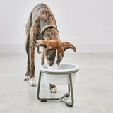 Italian greyhound drinking water from elevated porcelain bowl from MiaCara