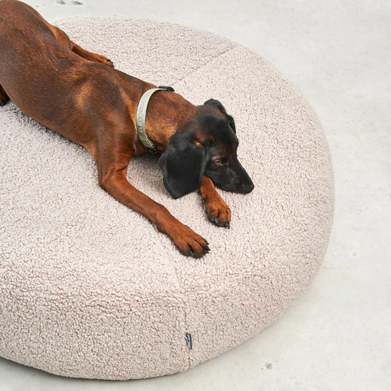 Large Rhodesian Ridgeback on Miacara Senso Poufferound dog bed with soft boucle cover